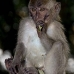monkey_macaque_balinese_mf_ubud_v_0412_bal0413.jpg